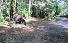Clements Road End Campsite . Kaimanawa Forest Park