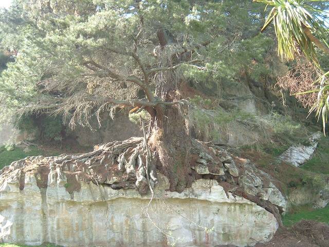 treeinboulder