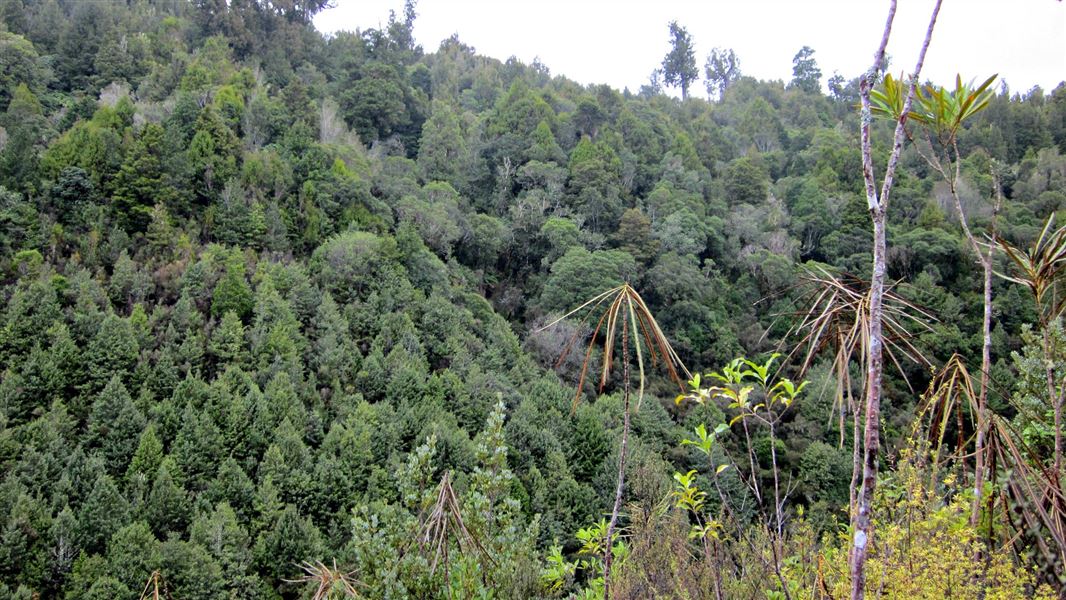 Waipapa Loop Track picture New Zealand